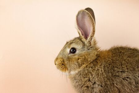 Rabbit on a beige background. Easter grey hare on a pastel pink background. Concept for the Easter holiday. Grey rabbitの写真素材