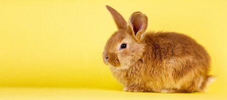 little easter lively rabbit on a yellow background. Red fluffy rabbit on a yellow background, banner picture. Easter Bunnyの写真素材