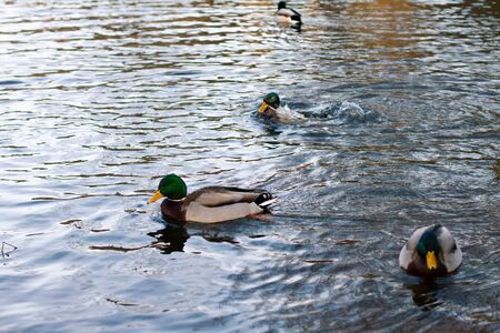 wild ducks swim in the winter river, a corner of the wild nature. Spring time of the yearの写真素材