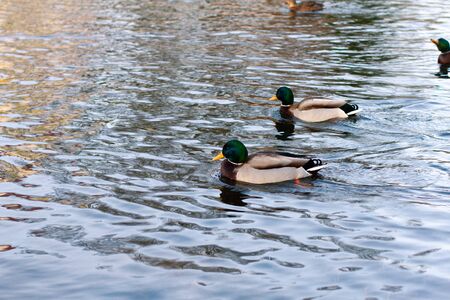 wild ducks swim in the winter river, a corner of the wild nature. Spring time of the yearの写真素材