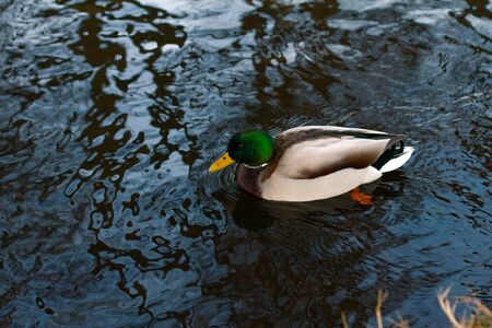 wild ducks swim in the winter river, a corner of the wild nature. Spring time of the yearの写真素材
