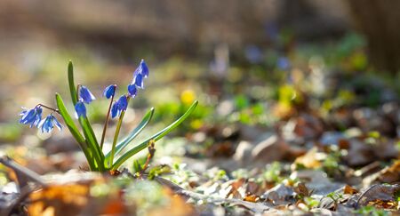blue snowdrops in the spring forest panorama photo. Scylla flowers in the Park close-up with a place for your unique test. Blue flowers in the spring forestの写真素材