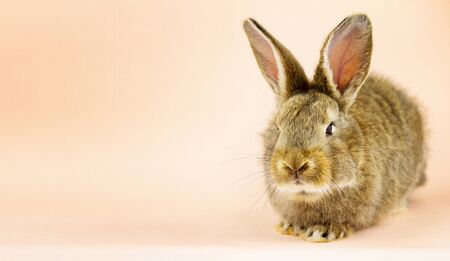 Rabbit on a beige background. Easter grey hare on a pastel pink background. Concept for the Easter holiday. Grey rabbit with a place for your unique text . Banner photoの写真素材