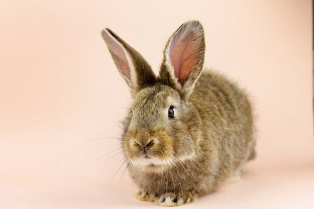 Rabbit on a beige background. Easter grey hare on a pastel pink background. Concept for the Easter holiday. Grey rabbitの写真素材