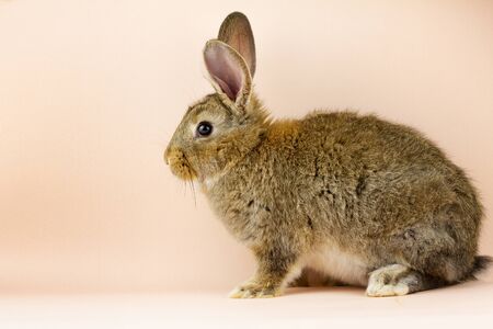 Rabbit on a beige background. Easter grey hare on a pastel pink background. Concept for the Easter holiday. Grey rabbitの写真素材