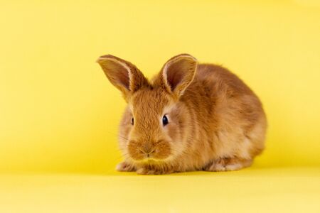 little fluffy red easter bunny on a yellow background, Easter bunny with place for write. Fluffy rabbit close-up on a yellow backgroundの写真素材