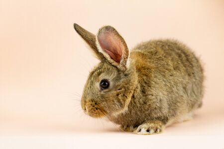 Rabbit on a beige background. Easter grey hare on a pastel pink background. Concept for the Easter holiday. Grey rabbitの写真素材
