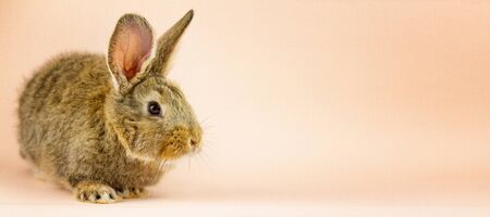 Rabbit on a beige background. Easter grey hare on a pastel pink background. Concept for the Easter holiday. Grey rabbit with a place for your unique text . Banner photoの写真素材