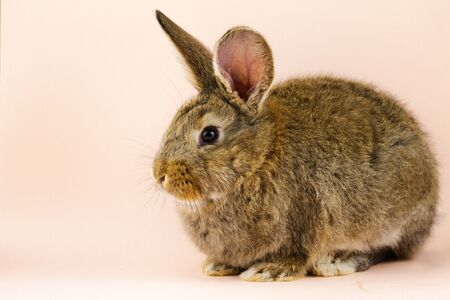 brown cute fluffy rabbit sitting on a colored background in the Studio.の写真素材
