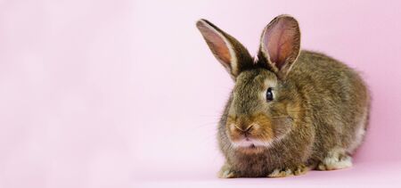 brown cute fluffy rabbit sitting on a colored background in the Studio.の写真素材