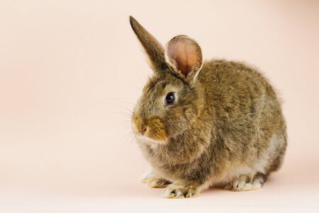 brown cute fluffy rabbit sitting on a colored background in the Studio.の写真素材