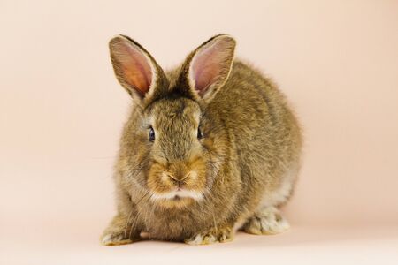 brown cute fluffy rabbit sitting on a colored background in the Studio.の写真素材