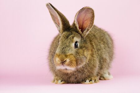 brown cute fluffy rabbit sitting on a colored background in the Studio.の写真素材