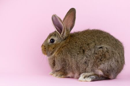 brown cute fluffy rabbit sitting on a colored background in the Studio.の写真素材