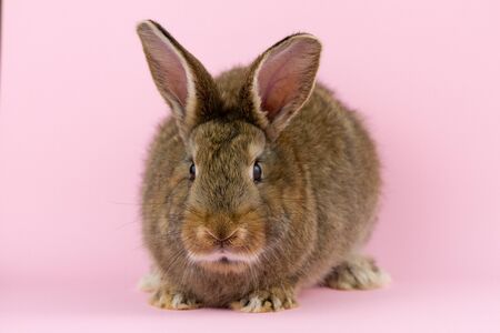 brown cute fluffy rabbit sitting on a colored background in the Studio.の写真素材