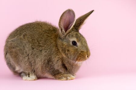 brown cute fluffy rabbit sitting on a colored background in the Studio.の写真素材