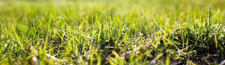 panorama of a meadow with young green grass, close-up. Spring natural clean background. Young green grassの写真素材