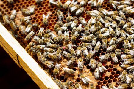 Bees on honeycomb. Honey frame with bees, breeding bees, beekeeping.