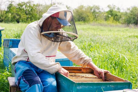 a beekeeper works in an apiary on a Sunny morning. care for agriculture. a man works in an apiary....