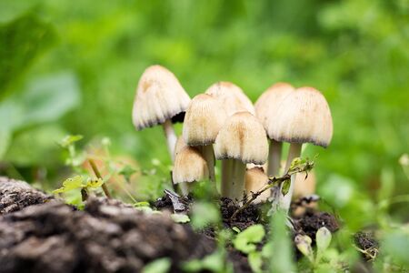 group of mushrooms in the forest. Wild mushrooms grow in a green forest, close-up, wildlife. Group...