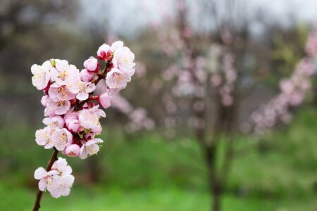 a sprig of flowering apricots in the spring season. A delicate flower of a tree. Delicate photo Wallpaper. Fragrance of apricot blossomの写真素材