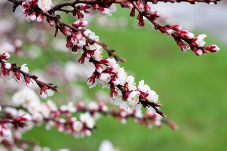 a sprig of flowering apricots in the spring season. A delicate flower of a tree. Delicate photo Wallpaper. Fragrance of apricot blossomの写真素材