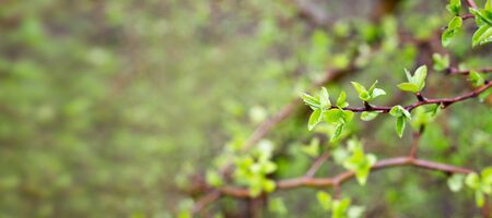 young shoots of a green tree, close-up. Natural spring background of green leaves. Young branches of a young treeの写真素材