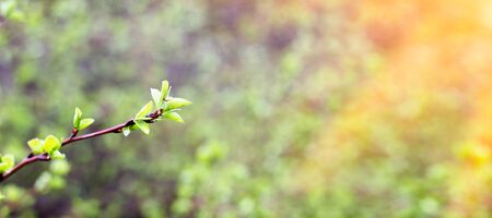 young shoots of a green tree, close-up. Natural spring background of green leaves. Young branches of a young treeの写真素材