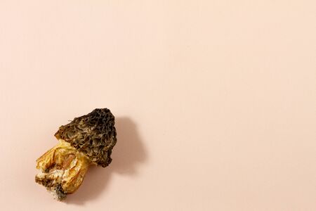Wild morel mushroom with a place for your unique tex. Edible mushroom on a pastel background with shadow copy spaceの写真素材