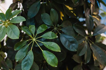homemade green plant in a pot, closeup. Green corner in the roomの写真素材