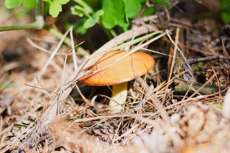 mushrooms in a pine forest close-up. Autumn season picking mushrooms. Edible mushroom caroby in a pine forest. veterinaryism conceptの写真素材
