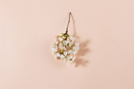 flowering branches on a pastel background with a place for an inscription. Creative spring concept with copy space. Spring flowers on a pastel beige background, closeupの写真素材