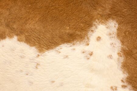skin texture of a red cow, closeup. Natural product. agricultural product
