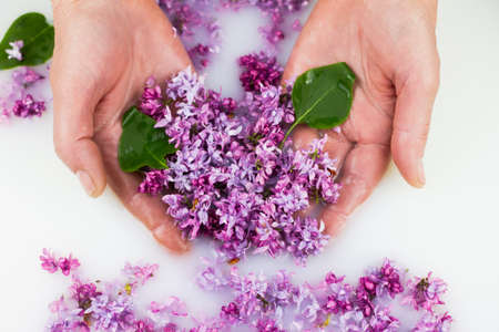 Young hands hold lilac petals in a milk bath, closeup. Elegance, fashionable layout. Card layoutの写真素材