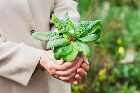 woman holds a green plant in a pot on outstretched arms outdoors, close-up. An elderly man is engaged in floricultureの写真素材