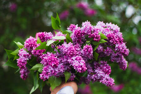 guy in a blue shirt holds a large fresh bouquet of lilacs on his outstretched arm outdoors on a background of greenery. Concept for the holidaysの写真素材