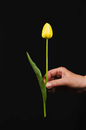 hand holds a large bouquet of delicate multi-colored tulips on a black background, close-up. layout...