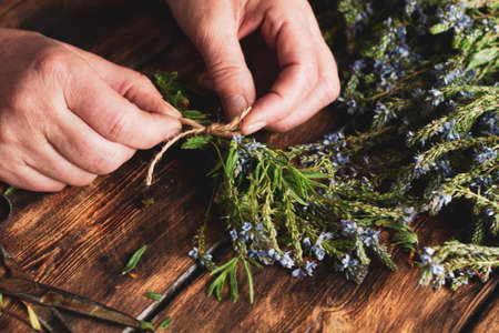 woman harvests herbs in the winter for tea, drying useful plants. Drug Alternative Conceptの写真素材