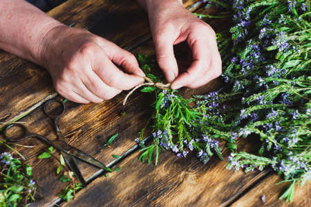 woman harvests herbs in the winter for tea, drying useful plants. Drug Alternative Conceptの写真素材