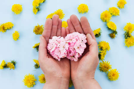hands are holding bright flowers on a pastel blue background with dandelions background. Fashionable layoutの写真素材