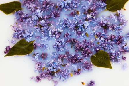 delicate petals of lilac in milk close-up, layout for cardsの写真素材