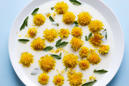 yellow dandelion flowers float in white milk on a flat plate on a pastel blue background, minimalism concept, fashionable layout for trifly flowersの写真素材