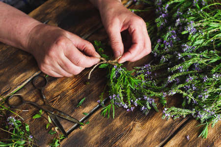 woman harvests herbs in the winter for tea, drying useful plants. Drug Alternative Conceptの写真素材