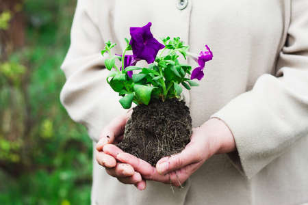woman in a gray bathrobe holds a purple flower with the earth on outstretched arms closeup. Transplant violets. Floriculture conceptの写真素材