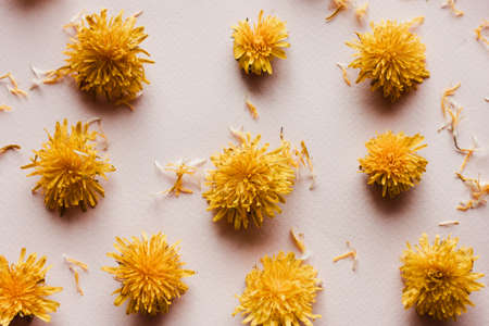 yellow dandelion flowers on a pastel pink background, in a scattering. Natural layout for postcardsの写真素材