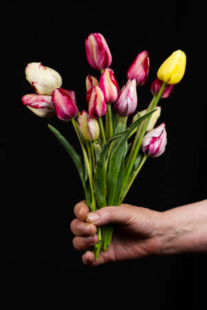 hand holds a large bouquet of delicate multi-colored tulips on a black background, close-up. layout for postcardsの写真素材