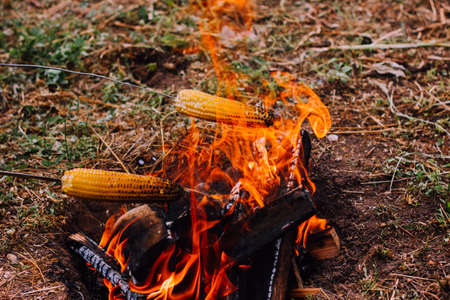 two metal skewers with skewered corn are held over the fire, Frying vegetables outdoors in the wild. Camping conceptの写真素材