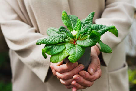 woman holds a green plant in a pot on outstretched arms outdoors, close-up. An elderly man is engaged in floricultureの写真素材