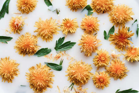Closeup of yellow dandelion flowers float in white milk. Fashionable layout, natural background