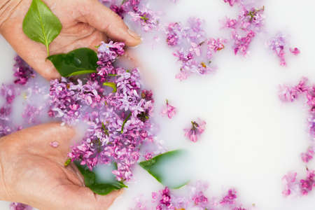 Young hands hold lilac petals in a milk bath, closeup. Elegance, fashionable layout. Card layoutの写真素材